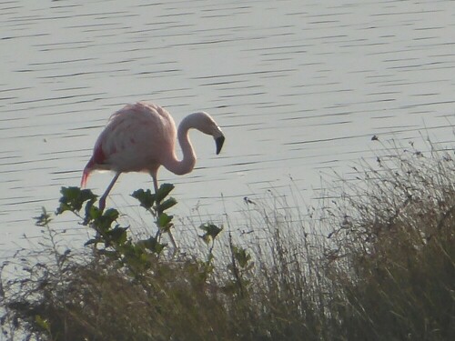 Nur ein Flamingo sahen wir am WE am Mooswaldsee.
Wie der da wohl hinkam?

Aufnameort: Mooswaldsee bei Günzburg
Kamera: Pansonic Lumix TZ 71