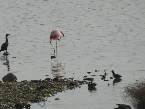 Nur ein Flamingo sahen wir am Wochenende am Mooswaldsee!
Wie der wohl dahinkam?

Aufnameort: Mooswaldsee bei Günzburg
Kamera: Pansonic Lumix TZ 71