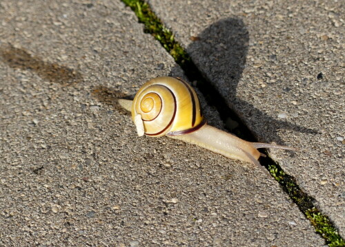 

Aufnameort: Weidenbach Weidenpark
Kamera: Panasonic Lumix FZ 330