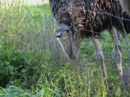 Mit ihren langen Hälsen kommen die Strausse auch durch den Zaun.
Draussen gibt es auch was bessseres zu Fressen.

Aufnameort: Straußenfarm Leipheim
Kamera: Panasonik Lumix TZ 71