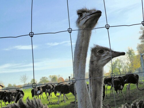 Genug Platz, aber neugierig auf Leute!

Aufnameort: Straußenfarm Leipheim/Günzburg
Kamera: Pananosic Lumix TZ 71