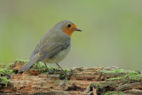 Rotkehlchen

Aufnameort: Odenwald
Kamera: Canon EOS 7D