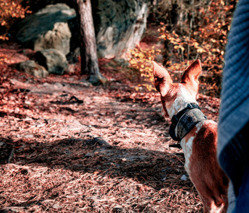 podenco-mit-jagdblick-29075.jpeg