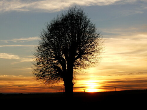 esbacher-linde-im-abendlicht-29081.jpeg