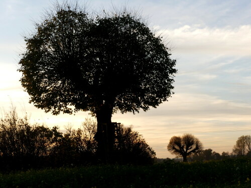 weidenbacher-linden-29078.jpeg