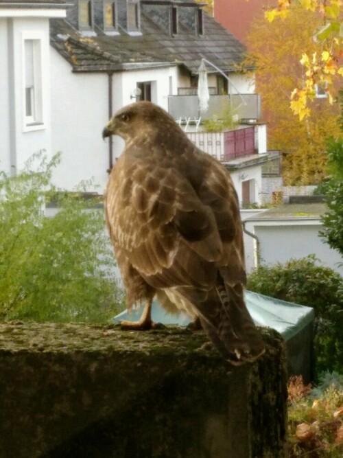 Da sitzt ein Mäusebussard direkt vor dem Bio-Raum meiner Schule und lässt sich bequem mit dem Smartphone fotografieren. Welche Ironie, dass ich noch am Wochenende zuvor in der Kälte ausharrte, um einen in der Brück-Merheimer Aue vor das Zoom Objektiv zu bekommen.

Aufnameort: Köln Mülheim
Kamera: Fairphone 2