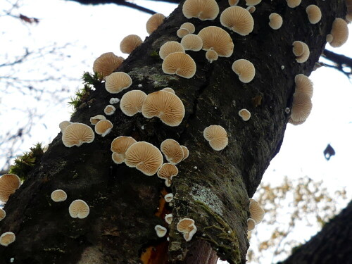 

Aufnameort: Triesdorf im Wald
Kamera: Panasonic Lumix FZ 330