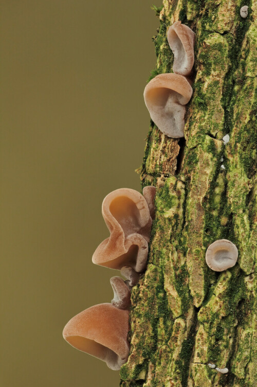 Judasohren

Aufnameort: Odenwald
Kamera: Canon EOS 60D