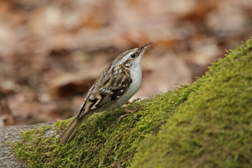 Baumläufer

Aufnameort: Odenwald
Kamera: Canon EOS 7D