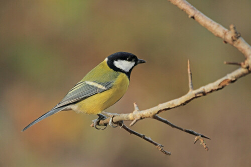 Kohlmeise

Aufnameort: Odenwald
Kamera: Canon EOS 7D