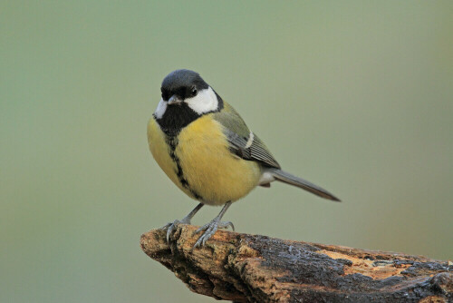 Kohlmeise

Aufnameort: Odenwald
Kamera: Canon EOS 7D