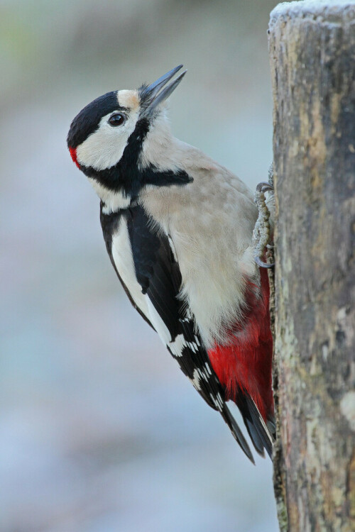 Buntspecht

Aufnameort: Odenwald
Kamera: Canon EOS 7D