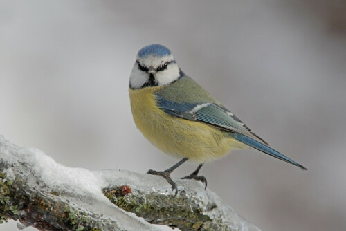 Blaumeise

Aufnameort: Odenwald
Kamera: Canon EOS 7D