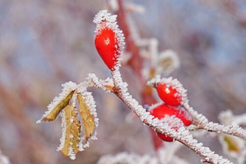 frostige-hagebutten-29155.jpeg