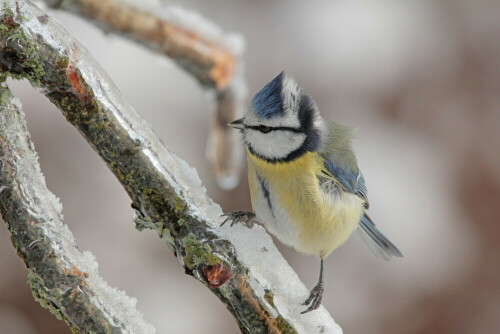 Blaumeise

Aufnameort: Odenwald
Kamera: Canon EOS 7D