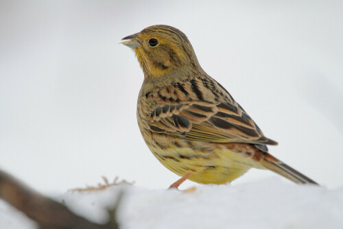 Goldammer

Aufnameort: Odenwald
Kamera: Canon EOS 7D