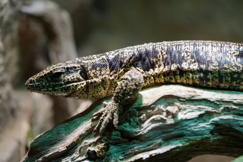 

Aufnameort: Kölner Zoo
Kamera: Sony Alpha 7/II