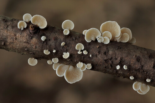 Milder Zwergknäueling


Aufnameort: Odenwald
Kamera: Canon EOS 60D