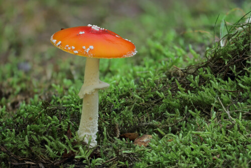 Fliegenpilz

Aufnameort: Odenwald
Kamera: Canon EOS 60D