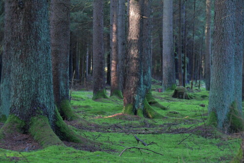 

Aufnameort: Arberger Wald
Kamera: Nikon D500