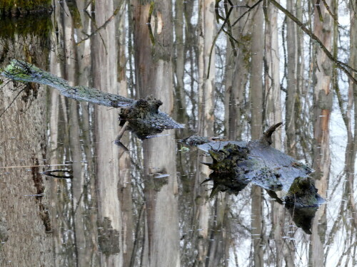 

Aufnameort: Wald bei Großbreitenbronn
Kamera: Panasonic Lumix FZ 330