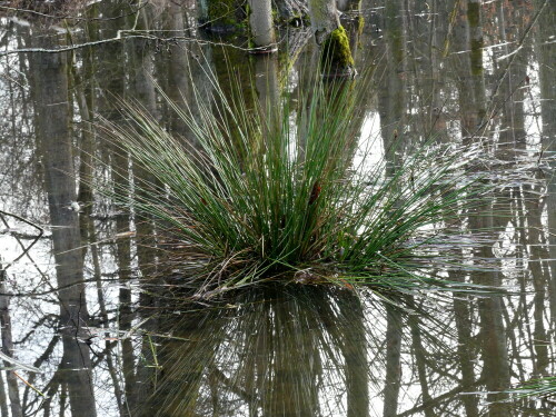 

Aufnameort: Großbreitenbronn Biberwald
Kamera: Panasonic Lumix FZ 330