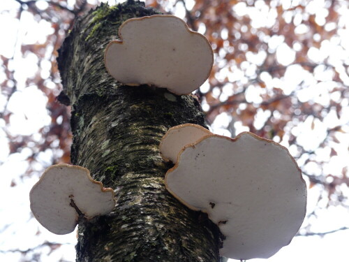 

Aufnameort: Wald bei Großbreitenbronn
Kamera: Panasonic Lumix FZ 330