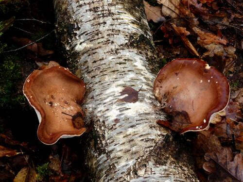 

Aufnameort: Wald bei Großbreitenbronn
Kamera: Panasonic Lumix FZ 330