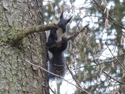 Im Moment sieht man bei uns vermehrt Eichhörnchen.

Aufnameort: Gögglinger Wald hinter Wiblingen
Kamera: Panasonic TZ 71