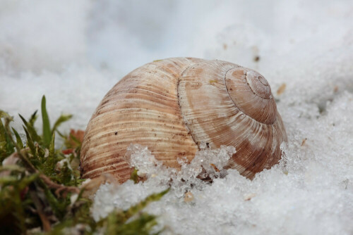 Gehäuse einer Weinbergschnecke

Aufnameort: Odenwald
Kamera: Canon EOS 60D