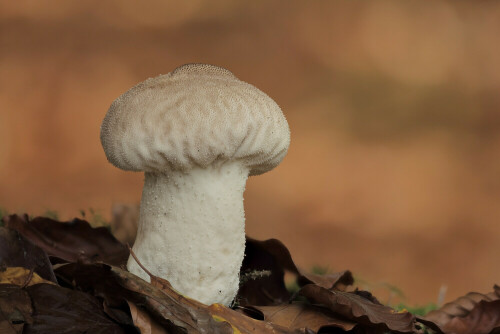 Flaschenstäubling


Aufnameort: Odenwald
Kamera: Canon EOS 60D