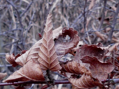 

Aufnameort: Hesselberg
Kamera: Panasonic Lumix FZ 330