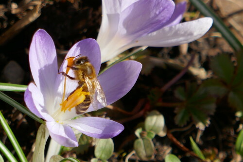 bienchen-schleckt-eis-29427.jpeg