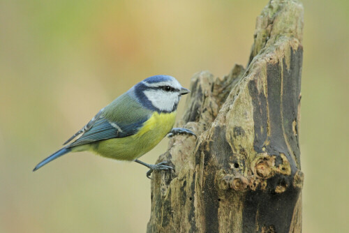 Blaumeise

Aufnameort: Odenwald
Kamera: Canon EOS 7D