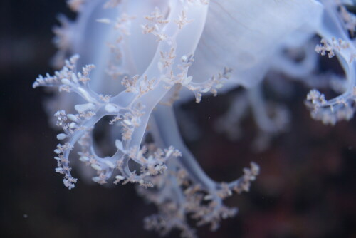 Ernst Haeckel hat den Quallen mit Kunstformen der Natur ein Denkmal gesetzt. Diese Wesen sind wirklich überirdisch schön.

Aufnameort: Kölner Zoo
Kamera: Sony Alpha 7/II