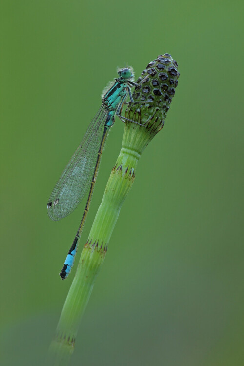 Große Pechlibelle

Aufnameort: Odenwald
Kamera: Canon EOS 60D