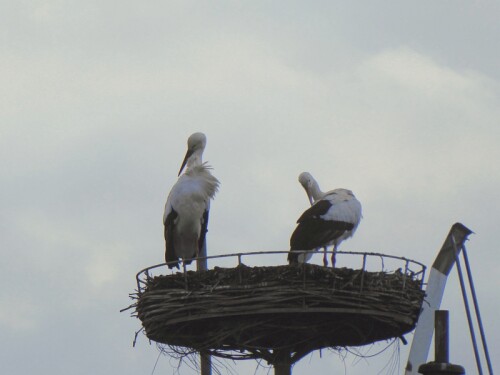 Auch die Gögglinger Störche lassen sich schon auf Ihrem Nest sehen = 
Freddy und Anni!

Aufnameort: Gögglingen
Kamera: Panasonic Lumix TZ 71