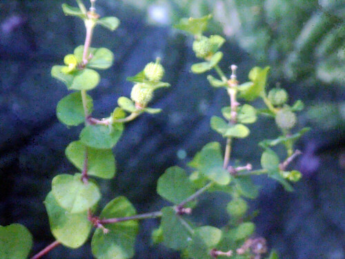 Eine Art Wolfsmilch, die gerne an feuchten Standorten wächst.
https://de.wikipedia.org/wiki/Sumpf-Wolfsmilch#/media/Datei:Euphorbia_palustris4a.JPG

Aufnameort: Eibelshausen Lohmühlenweiher
Kamera: Medion Camcorder