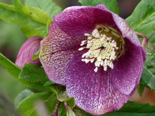 

Aufnameort: Weidenbach in meinem Garten
Kamera: Panasonic Lumix FZ 330