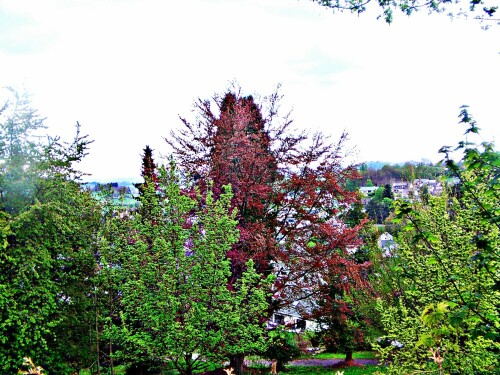 Die Blutbuche ist eine Mutation der Rotbuche(Fagus sylvatica).
Blutbuchen werden oft in Parkanlagen gesetzt.
https://de.wikipedia.org/wiki/Blutbuche

Aufnameort: Eiershausen westlich des Parkplatzes vor dem Eiershäuser Friedhof
Kamera: Canon EOS 1300D