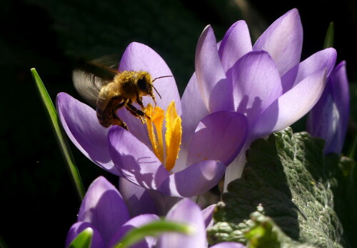 

Aufnameort: Weidenbach in meinem Garten
Kamera: Panasonic Lumix FZ 330