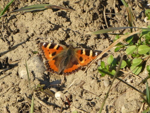 Heute, am 21.2.2023 den ersten Schmetterling gesehen: 
Der kleine Fuchs!

Aufnameort: Am Illerkanal bei Ludwigsfeld (Neu-Ulm)
Kamera: Panasonic Lumix TZ 71