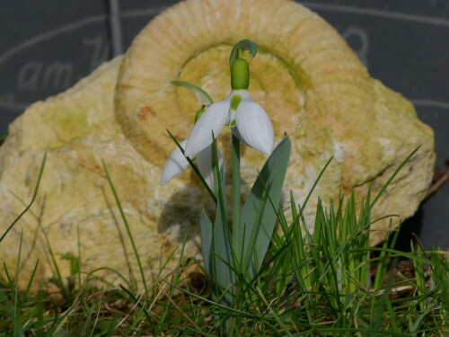 

Aufnameort: Weidenbach in meinem Garten
Kamera: Panasonic Lumix FZ 330