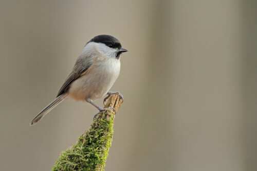 Sumpfmeise

Aufnameort: Odenwald
Kamera: Canon EOS 7D