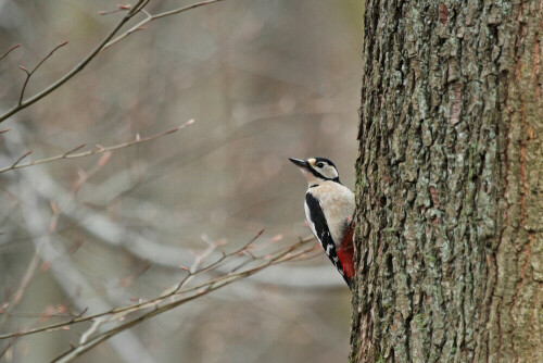 Buntspecht


Aufnameort: Odenwald
Kamera: Canon EOS 7D