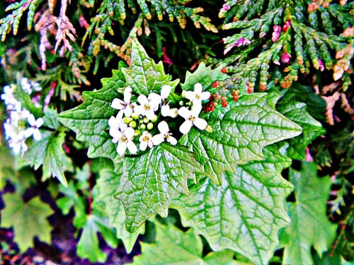 Die Knoblauchsrauke gehört zur Gattung Lauch(Alliaria) sowie zur Familie der Kreuzblütengewächsen(Brassicaceae).
https://de.wikipedia.org/wiki/Knoblauchsrauke

Aufnameort: Eiershausen Parkplatz Friedhof
Kamera: Canon EOS 1300D