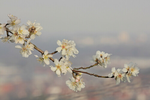 Mandelblüten in den Weinbergen von Heppenheim

Aufnameort: Heppenheim, Bergstraße
Kamera: Canon EOS 60D