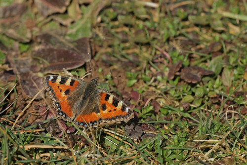 Der "Kleine Fuchs" war schon am 20. Februar unterwegs.

Aufnameort: Odenwald
Kamera: Canon EOS 60D