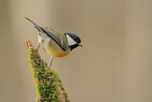 Kohlmeise

Aufnameort: Odenwald
Kamera: Canon EOS 7D