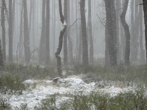 

Aufnameort: Arberger Wald
Kamera: Panasonic Lumix FZ 330